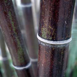 Phyllostachys Nigra